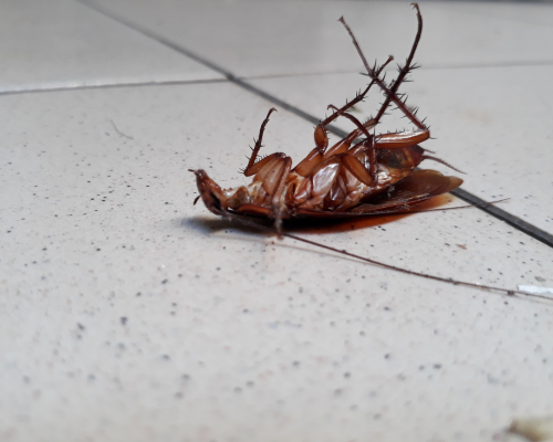 dead-roach